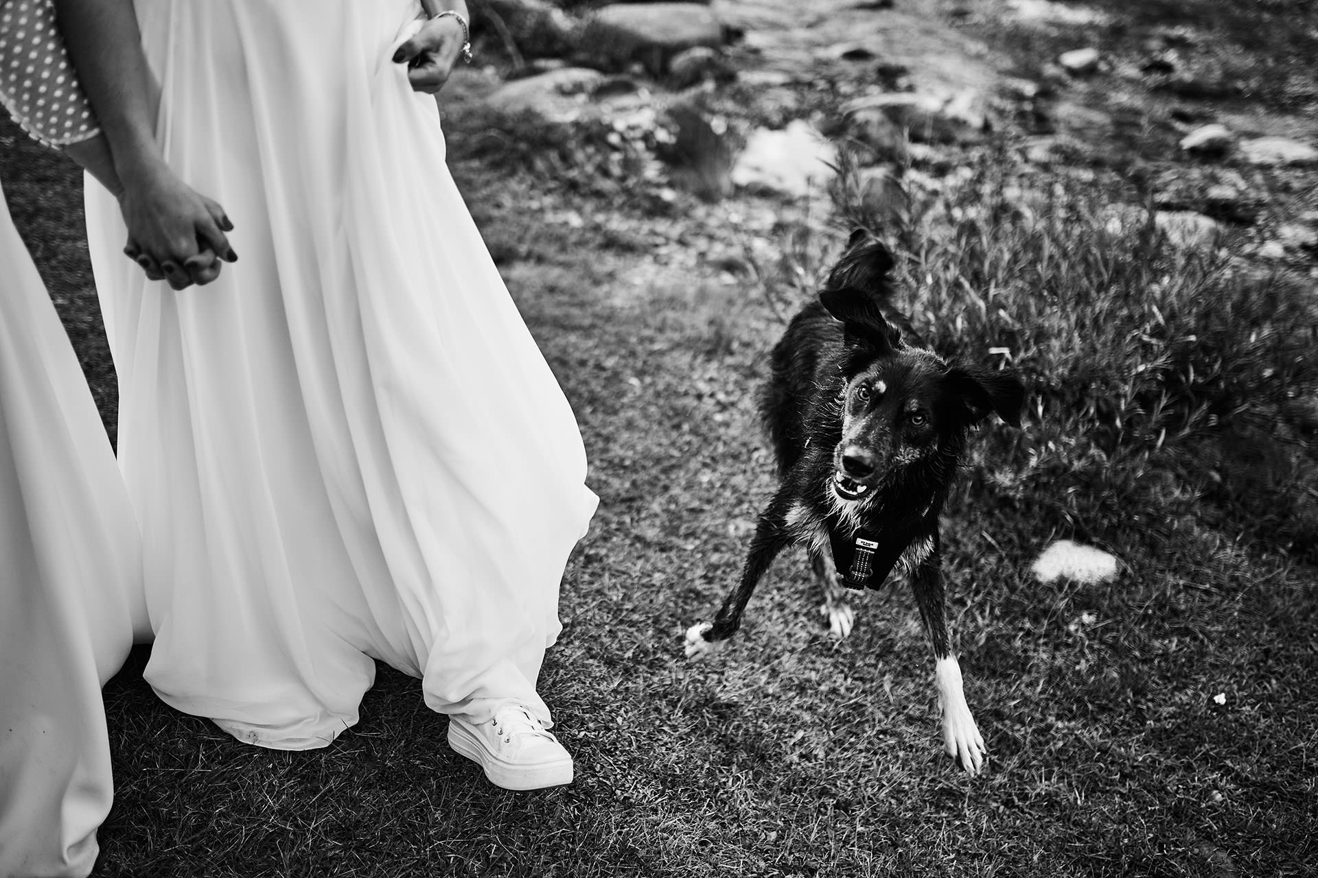 postboda con animales