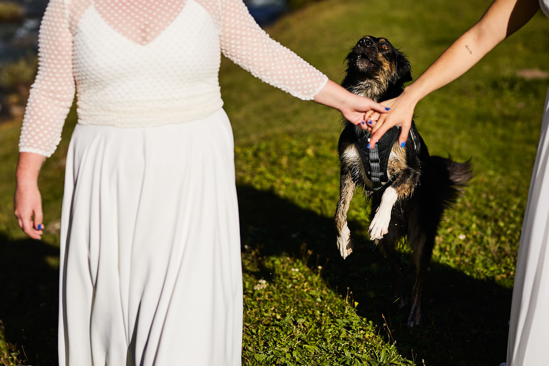 postboda con perrors
